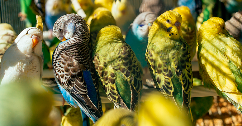 Обзор лучших кормов для волнистых попугаев 