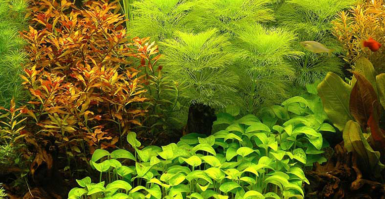 Живые растения для аквариума: виды, выбор, посадка и уход 