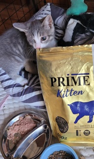 Пользовательская фотография №2 к отзыву на PRIME KITTEN Сухой корм для котят, с курицей